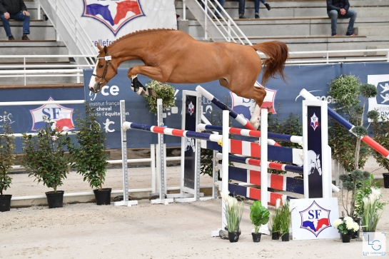 NOUVELLE ARRIVÉE AU HARAS DE SAINT-LÔ !