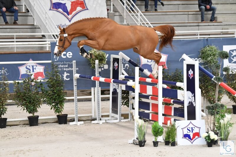 NOUVELLE ARRIVÉE AU HARAS DE SAINT-LÔ !