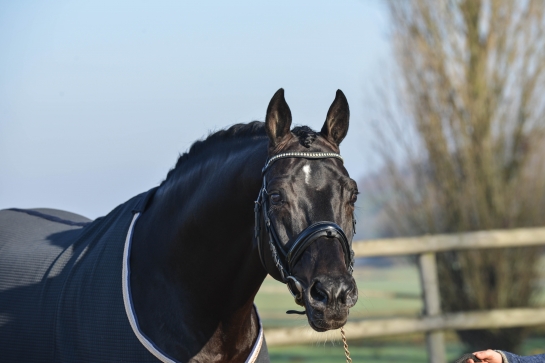 UN FILS DE SOLIMAN CHAMPION D'EUROPE