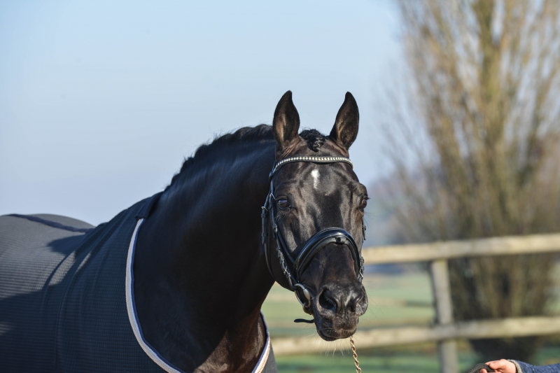 UN FILS DE SOLIMAN CHAMPION D'EUROPE