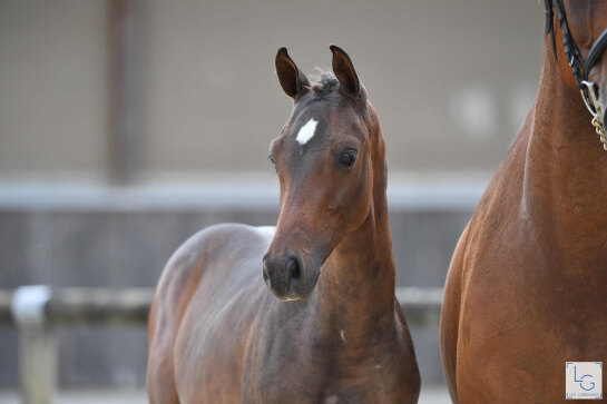 DOUBLÉ CONTHARGOS À DEAUVILLE