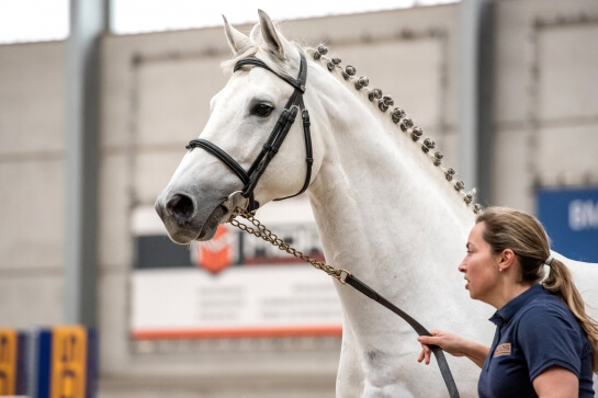 YOUNG HORSES CHAMPIONSHIPS : BELGUM, UK, GERMANY