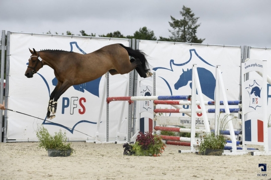 LES PERFORMANCES DES PRODUITS DE NOS ÉTALONS AU SOLOGN'PONY