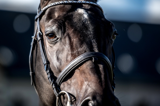 LES ACTUS DU 04 AU 07 NOVEMBRE