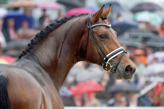 KORUNG DRESSAGE AU HANOVRE