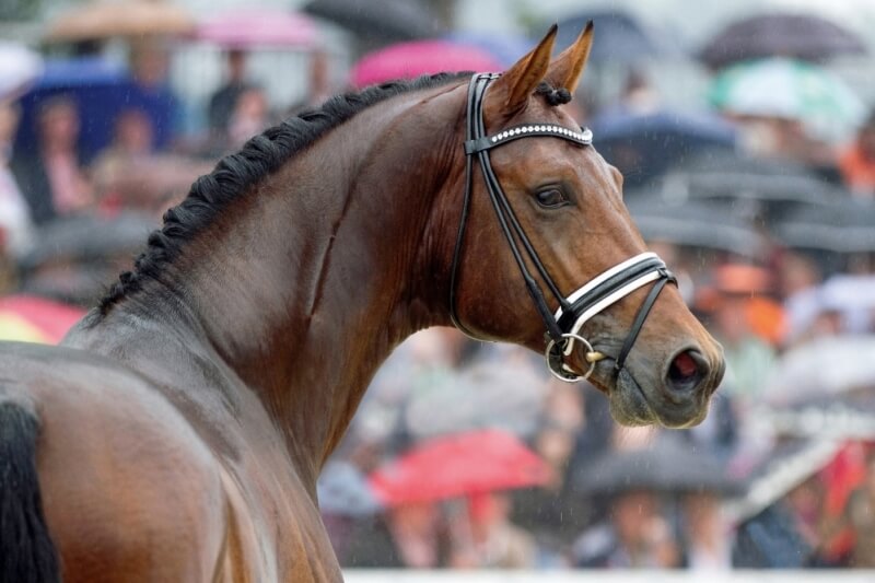 KORUNG DRESSAGE AU HANOVRE