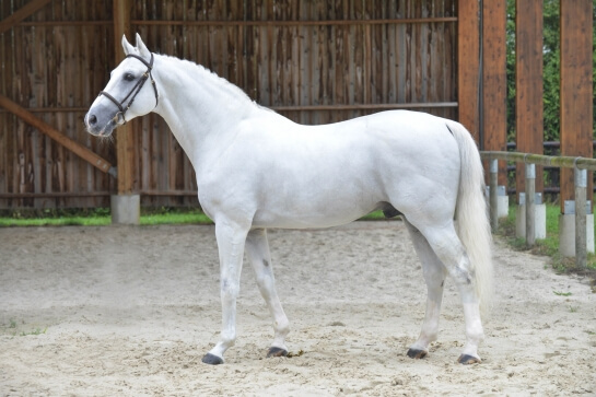 UNTOUCHABLE : L ETALON DU REGIONAL DE SAINT LÔ