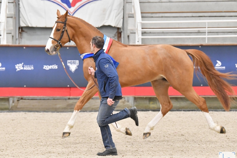 ITOKI DE RIVERLAND*GFE NEW FRENCH 3YO CHAMPION