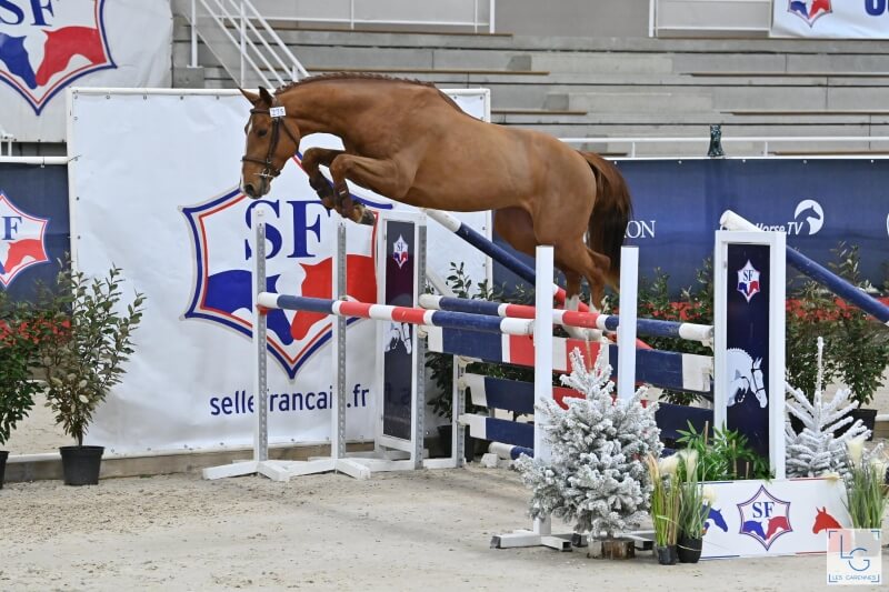 SELLE FRANCAIS STALLIONS CHAMPIONSHIPS