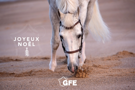 JOYEUX NOEL À TOUS !