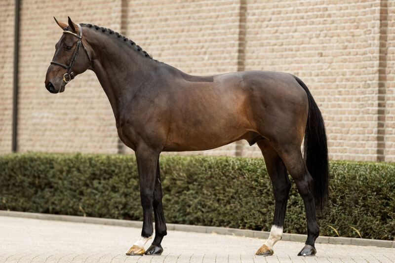 REVUE DES APPROBATIONS BWP, KWPN ET DSP