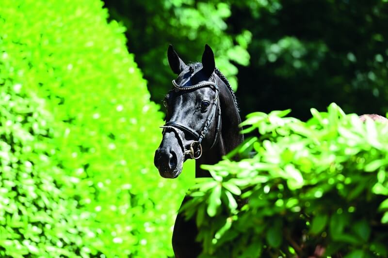 LES ACTUALITES DE DIARADO