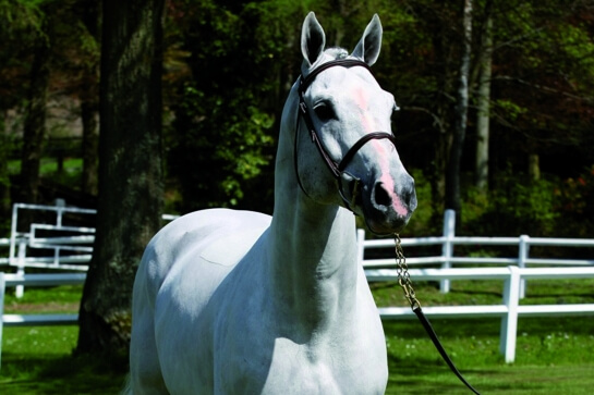 LES ACTUALITES DE PRESIDENT