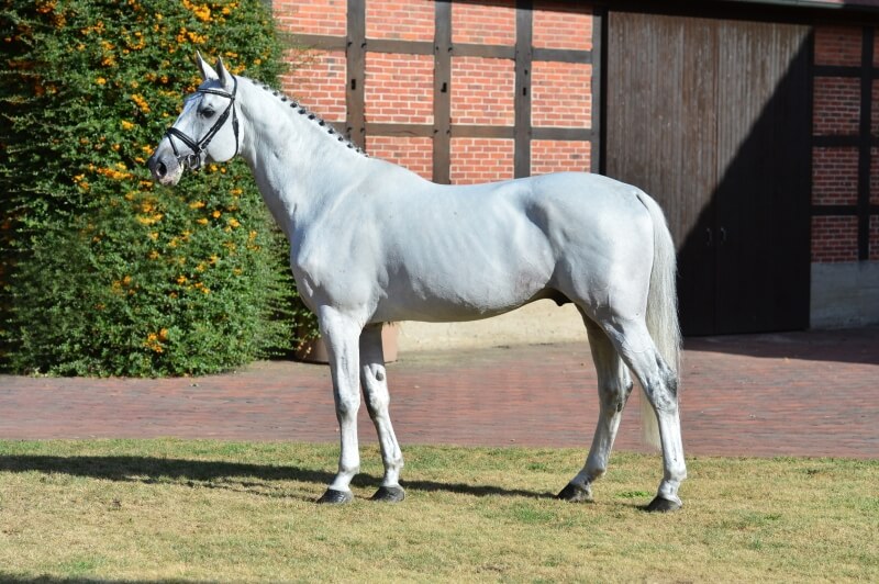 LES ACTUALITES DE STAKKATOL