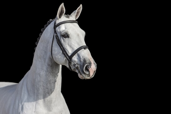 LES ACTUALITES DE ZIROCCO BLUE