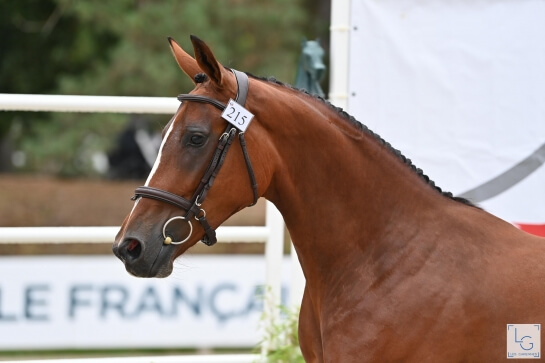 CHAMPIONNATS POULICHES ET FOALS : LA PRIME AU NAISSEUR DU GFE