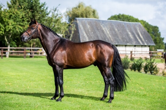 UP TO YOU : MEILLEUR ETALON PAR GAIN MOYEN !