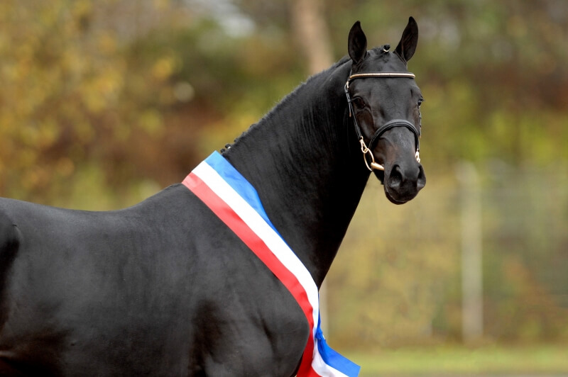 LES ACTUS DU 01 AU 06 NOVEMBRE