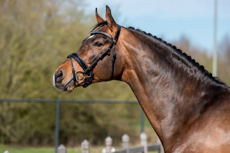 LA PRODUCTION DE CORNET'S PRINZ S'ILLUSTRE EN FRANCE