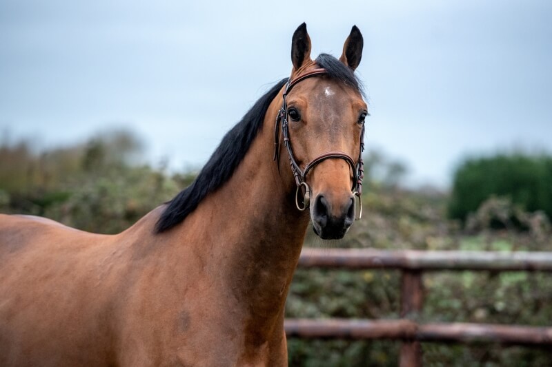 LES ACTUS DU 15 AU 20 NOVEMBRE