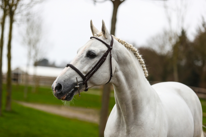 UNTOUCHABLE OFFSPRING ARE SHINING