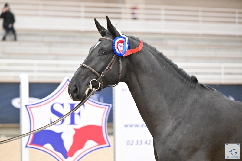 FINALES ETALONS ST LO 2023 : JOKER, JAGGER, CASALL ET UNTOUCHABLE !