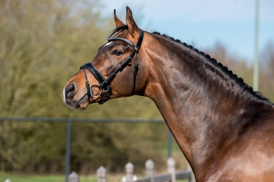 CORNETS PRINZ IN FRANCE