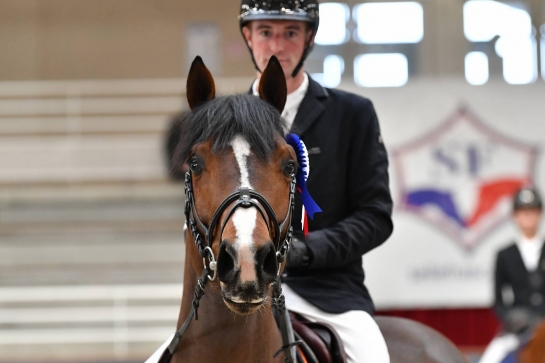 PETRUS DE BRANDEGEM DISPONIBLE EN SEMENCE FRAÎCHE