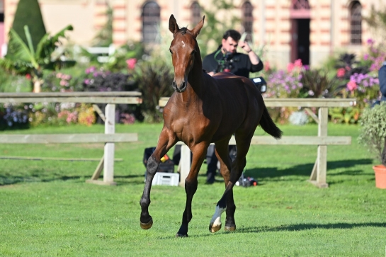 LE PROGRAMME D’ACHAT DE FOALS, RENDEZ-VOUS EN 2025 !