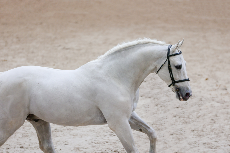 L'INFLUENCE DE L'AGE DES REPRODUCTEURS