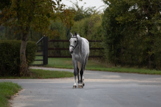 CHAMPIONS ET PERES DE CHAMPIONS : MEME COMBAT ?