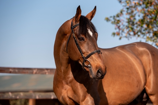 LES ACTUALITES DE GIOVANI DE LA POMME