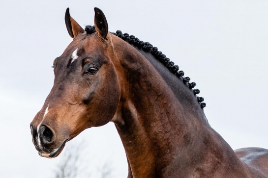 LES ACTUALITES DE HARDROCK Z