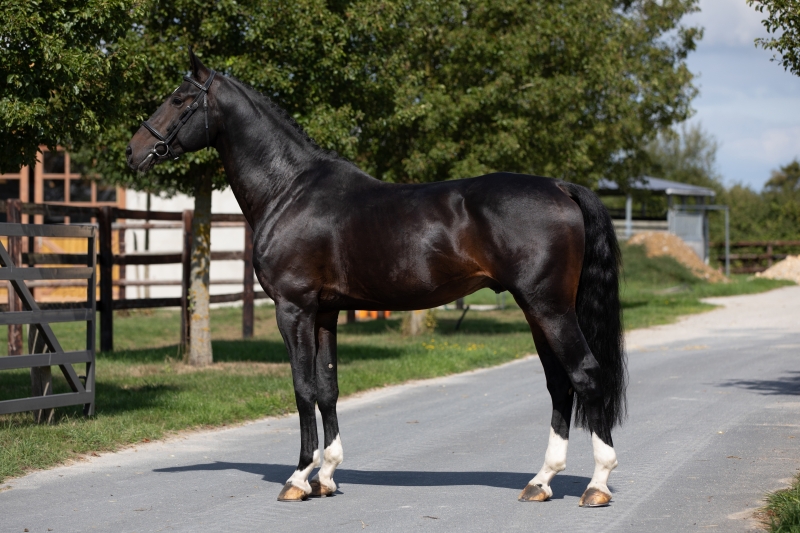 LES ACTUALITES DE MACHO MAN