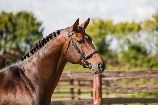 ORGANISATION DE L'ETE EN SEMENCE FRAICHE