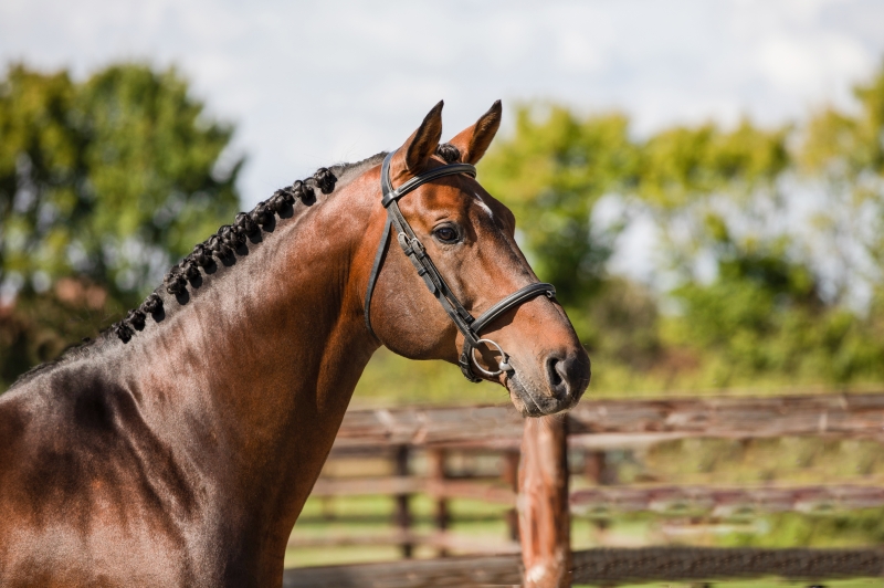 ORGANISATION DE L'ETE EN SEMENCE FRAICHE