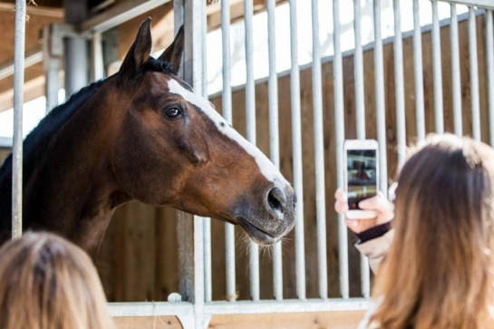 REVUE D EFFECTIF DES PREMIERS CIR : 3 ETALONS SE DISTINGUENT PARTICULIEREMENT