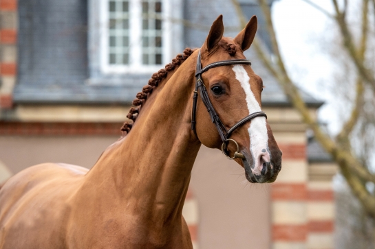 DERNIERS CIR AVANT FONTAINEBLEAU