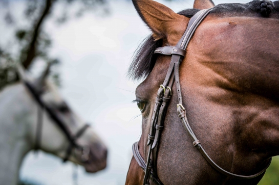 INTELLIGENCE ARTIFICIELLE