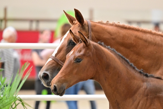 ICSI ET OPU : SE POSER LES VRAIES QUESTIONS