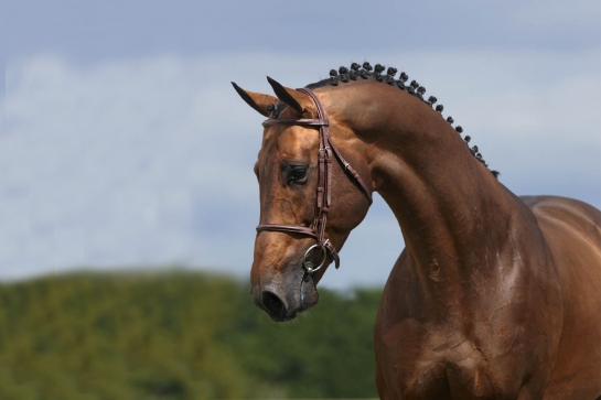 VIVALDI DU SEIGNEUR, une recrue phare du GFE !