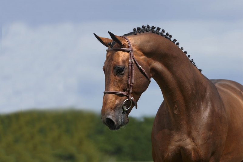 VIVALDI DU SEIGNEUR, une recrue phare du GFE !