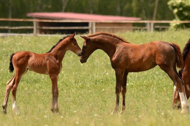 Outil d’aide aux croisements du GFE, le PAX appuie sa pertinence de conseils