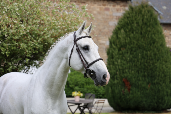 FRESH SEMEN STALLIONS IN AUGUST