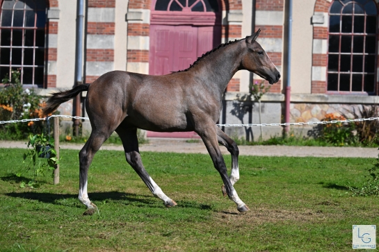 CHAMPIONNAT DES FOALS 2024 : BRAVO ET MERCI
