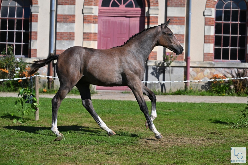 CHAMPIONNAT DES FOALS 2024 : BRAVO ET MERCI