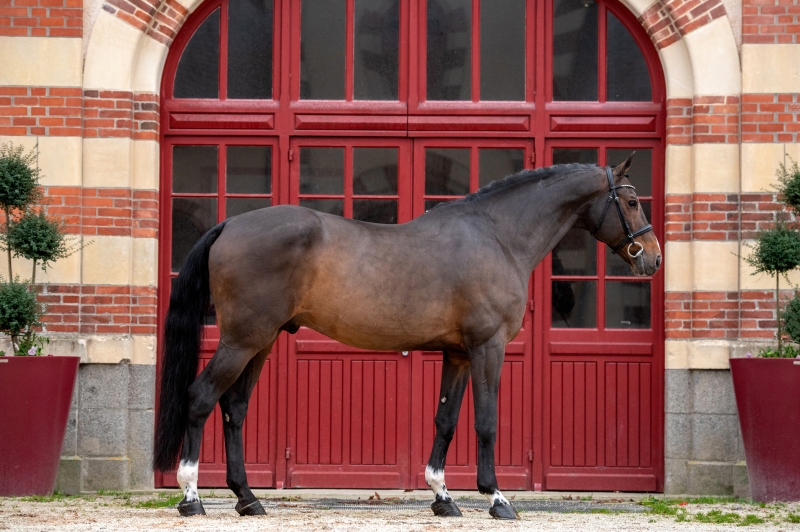 BISQUET BALOU AMBASSADEUR ELITE BWP