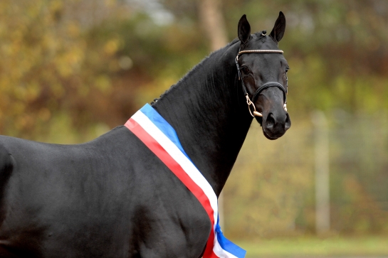 COMMENT LIRE LES CLASSEMENTS DES ÉTALONS