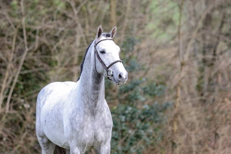KABRI DU MARAIS disponible dans les trois types de monte