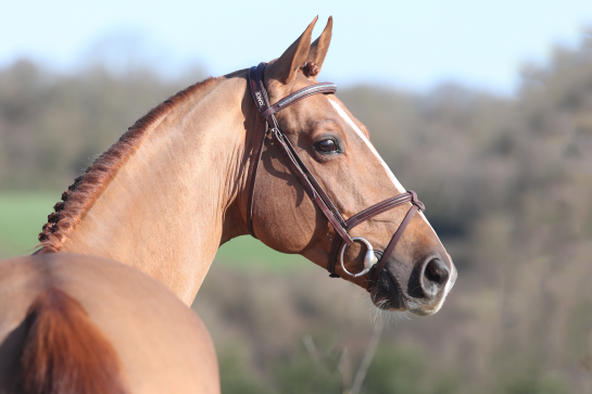 FALKO DE HUS nous a quittés